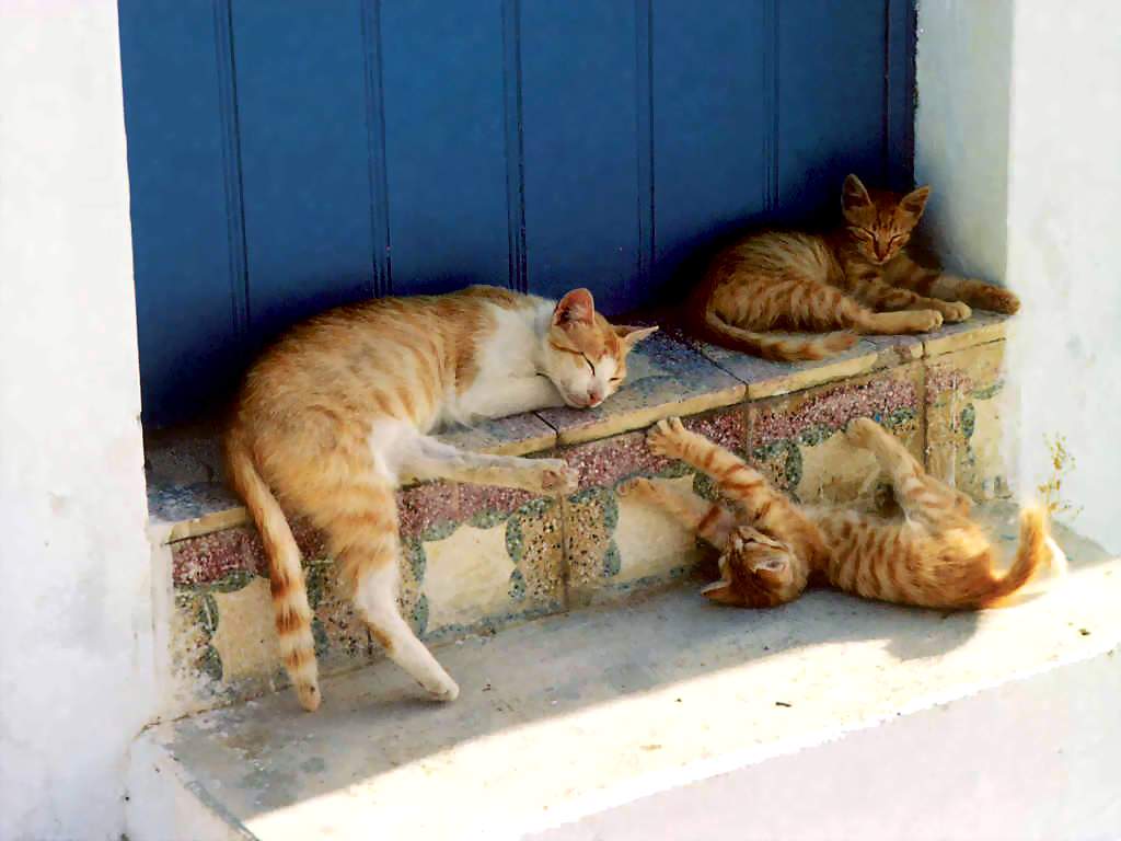 Gatti (188)